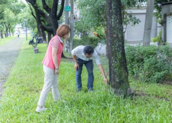 防治褐根病、守護都市綠肺　周佳琪市長啟動路樹健檢、建立區域治理 發