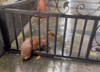 影音/八堵車站 可愛山羌遭鐵門卡住