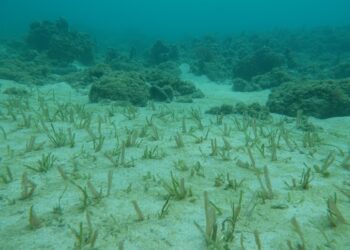 海草復育與紅樹林植林方法學正式通過 開啟藍碳治理新契機