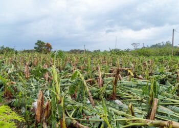 丹娜絲颱風重創嘉義縣 農業部實勘災情