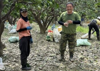 桃園青農南下協同臺南青農援災 台南文旦農感謝暖心支援