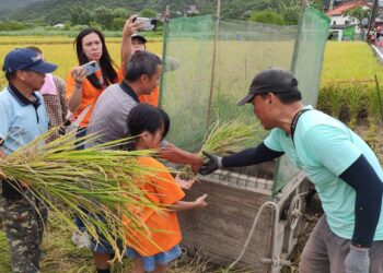 友善耕作修復農地   「作伙來割稻」體驗收割喜悅
