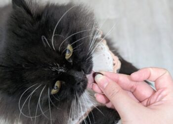 飼主從陪伴到守護  「寵星」用平價為毛孩撐起健康