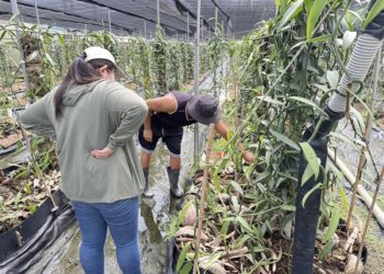 香莢蘭因豪雨致農作物災損符合規定可申請救助  救助額度每公頃4萬1,000元
