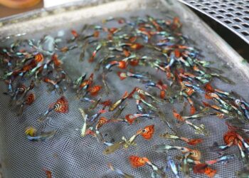 屏東觀賞魚蓬勃生機  游向國際世界舞台