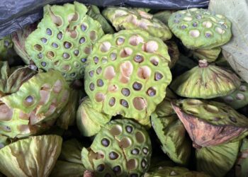 影音/極端氣候與蓮藕腐敗病 白河蓮子今年產量銳減