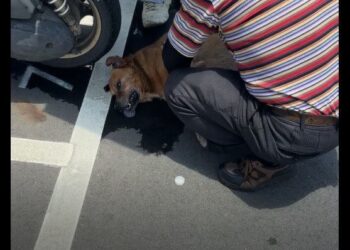 新北高齡犬疑熱衰竭亡!飼主未提供遮蔽飲水     遭罰1.5萬並上動保講習