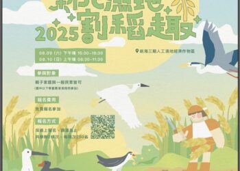 感受土地溫度     新北濕地割稻趣8/9、10登場     邀民眾體驗收成感動