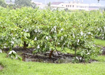 卓揆彰化視察番石榴及花椰菜受損情形  爭取公告為「全品項」農業天然災害現金救助