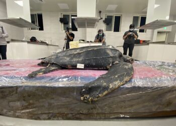 從消逝到重生,神秘巨獸「革龜」標本在海科館正式亮相
