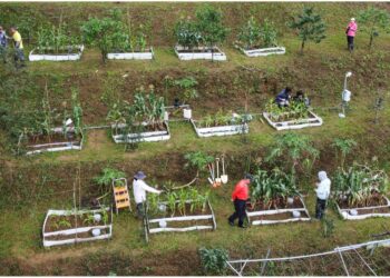 東亞首例「增強岩石風化」 玄武岩促進土壤增加碳匯試驗有成