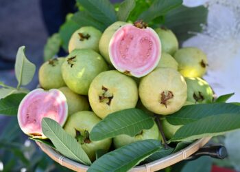 吃軟不吃硬!員山紅心芭樂盛夏登場  香氣濃郁甜度高