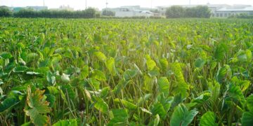 颱風「楊柳」即將來襲  農改埸籲請農友提前做好防颱準備工作