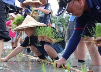 西螺農會親子水稻插秧體驗 親近土地感受粒粒皆辛苦