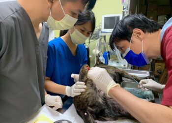 不只看門診更要學救援!新北動保處提供獸醫系學生實習     強化臨床與實務經驗