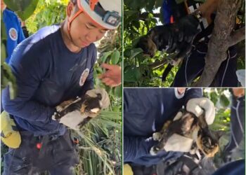 影音/馬太鞍堰塞湖崩壩災難 0927救獲受困樹上的小貓咪