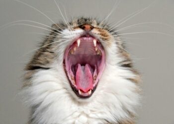 居家也能呵護毛孩牙齒   養成潔牙習慣不麻煩