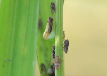 中部水稻飛蝨類及瘤野螟害蟲發生 臺中農改場籲請稻農及早防治