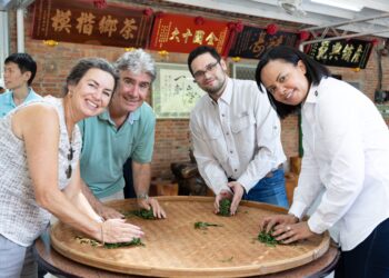 駐臺使節深入坪林秘境     親手採茶、品茗     感受獨特茶文化與在地風情