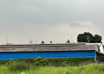 狗吠擾民多年無解 動保團體批政府縱容非法繁殖
