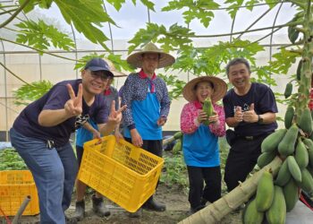 從產地到餐桌  喜樂推動食農教育 青年採收木瓜樂開懷