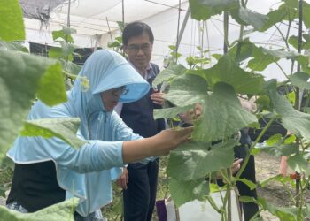 風吹不倒的希望用汗水與堅持   新住民種出人生的快樂農場