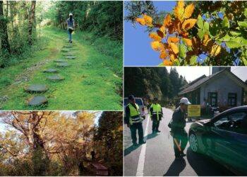 影音/因應太平山台灣山毛櫸旺季 將實施交通管制