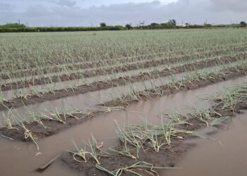 挺過颱風、青蔥穩產健康不怕淹  觀摩會「蔥師父」傳授蔥農賺錢的撇步三重點