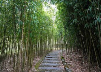 阿里山樂野部落親子之旅 體驗鄒族原鄉魅力