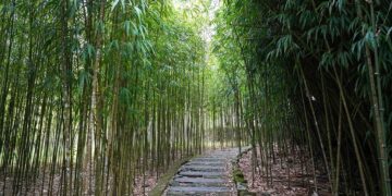 阿里山樂野部落親子之旅 體驗鄒族原鄉魅力