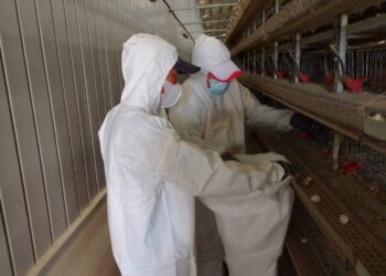 養禽業者主動通報鹽埔鄉鵪鶉場 確診感染H5N1禽流感
