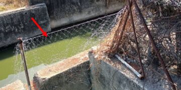 強化紅豆產業防禦力 屏縣府推動圍網補助防治綠鬣蜥入侵