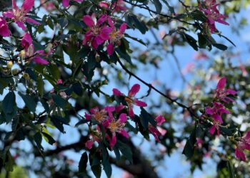 秋日美人櫻盛開     新北景觀處推賞花私房景點:淡水奎柔山路、三峽安溪翠堤