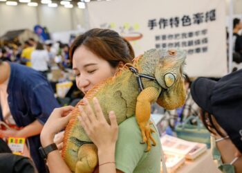 《國際兩棲爬蟲盛典xCCF動漫盛典》10月登場   打造自然生態與次文化的年度盛宴