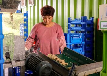 嘉義縣全面禁用廚餘養豬 近日正式公告實施
