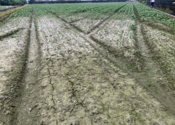 屏縣府推紅豆田圍網補助防綠鬣蜥啃食 即日起開放申請