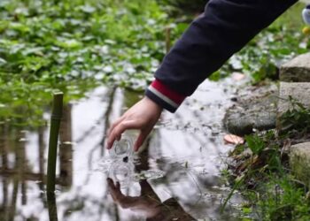 全台近半數螢火蟲物種在新北     農業局10/8辦講座     傳授觀察、調查及復育技術