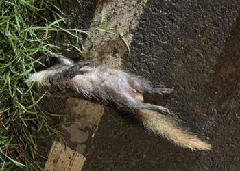 鼬獾狂犬病再現恆春半島 今年屏東累計第五例