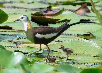 凌波仙子再現高雄埤塘，高市野鳥協會以人地共生，夯寫永續新篇