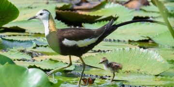 凌波仙子再現高雄埤塘，高市野鳥協會以人地共生，夯寫永續新篇