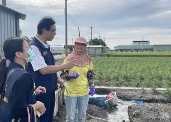溪湖新住民勤耕韭菜花田　用雙手摘出雙學霸