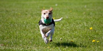 毛孩出門大小事：外出裝備與寵物友善景點行前注意事項懶人包