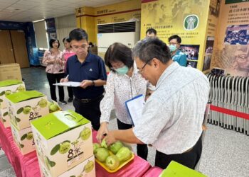 影音/中部優質番石榴果品評鑑競賽  優秀果農齊聚比拚