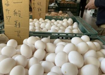 強化源頭把關 彰化啟動蛋雞場「芬普尼全面採樣監測」