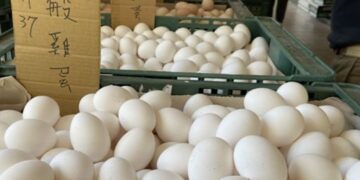 強化源頭把關 彰化啟動蛋雞場「芬普尼全面採樣監測」