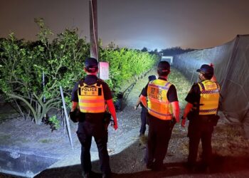 入冬檸檬價揚 里港警分局啟動「護檸專案」