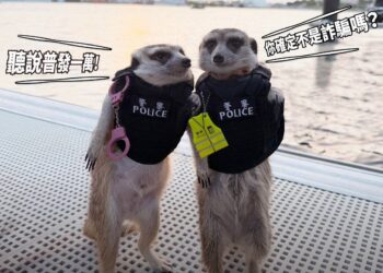 防詐有撇步! 網紅采瑄萌警聯手宣導普發金防騙