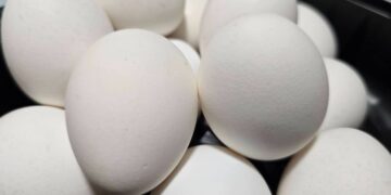 芬普尼問題蛋已售出…35家下游名單曝光