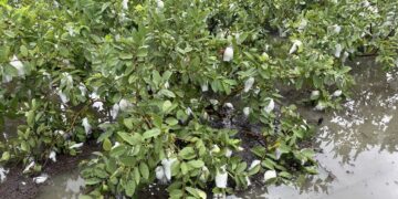 影音/「哇好貴喔」!芭樂價格創歷史新高 果農無奈採收率僅剩兩成