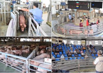 影音/豬隻禁運禁宰解除 宜縣首日拍賣559頭 每公斤平均107.8元